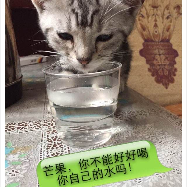 千葉科学大学经济学文凭证书